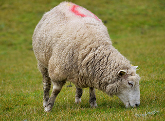 Yurtdışı Kurban (Küçükbaş)