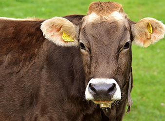 Yurtdışı Kurban (Hisse)